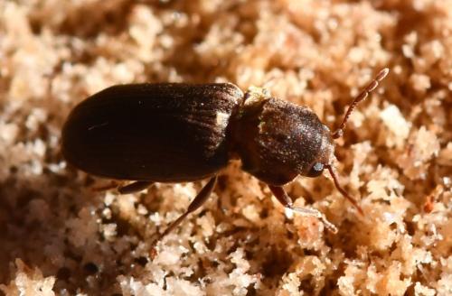Réf. 298 040 : Hadrobregmus sp.